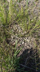 Hydrochoerus hydrochaeris