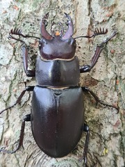 Lucanus ibericus