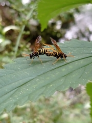 Tenthredo scrophulariae