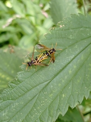 Tenthredo scrophulariae
