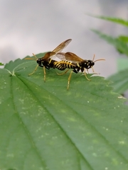 Tenthredo scrophulariae