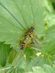 Tenthredo scrophulariae