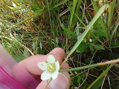 Parnassia parviflora