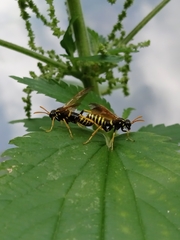Tenthredo scrophulariae