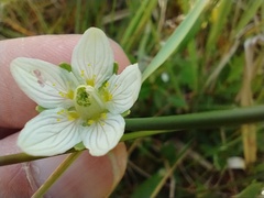 Parnassia parviflora