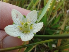 Parnassia parviflora