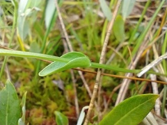 Parnassia parviflora