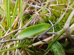 Parnassia parviflora