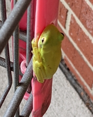 Hyla cinerea