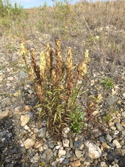 Castilleja pallida caudata