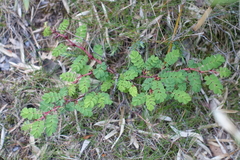 Rosa sericea morrisonensis