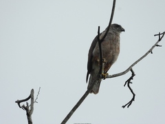 Buteo ridgwayi