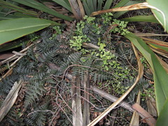 Polystichum oculatum