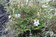 Rosa sericea morrisonensis