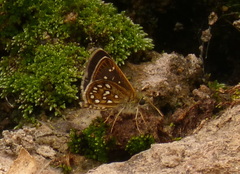 Piruna aea