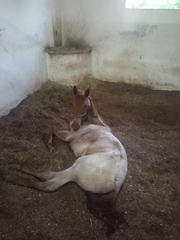 Equus caballus