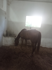 Equus caballus