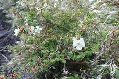 Rosa sericea morrisonensis
