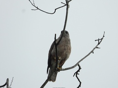 Buteo ridgwayi