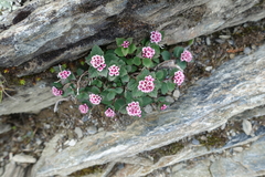 Spiraea morrisonicola