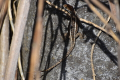 Stenocercus ornatissimus