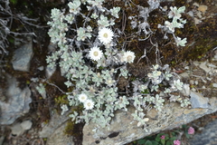 Anaphalis nepalensis