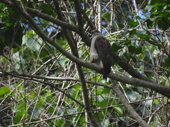 Buteo ridgwayi