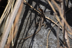 Stenocercus ornatissimus