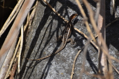 Stenocercus ornatissimus