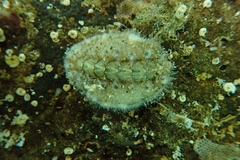 Acanthochitona fascicularis