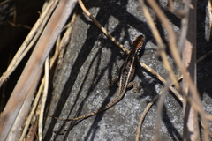 Stenocercus ornatissimus