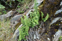 Dryopteris alpestris