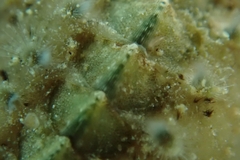 Acanthochitona fascicularis