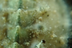 Acanthochitona fascicularis