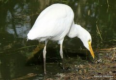 Bubulcus ibis