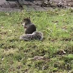 Sciurus carolinensis