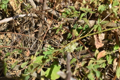 Stenocercus ornatissimus