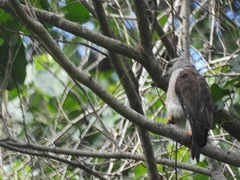 Buteo ridgwayi