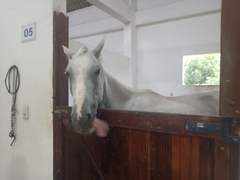 Equus caballus