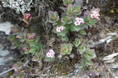 Spiraea morrisonicola