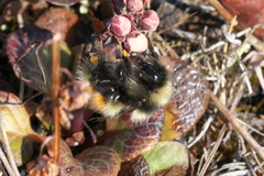Bombus johanseni