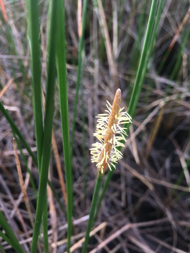 Gulf Coast spikerush (Eleocharis cellulosa)