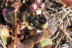 Bombus johanseni
