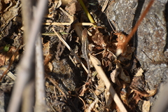 Stenocercus ornatissimus