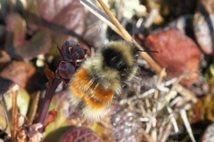 Bombus johanseni