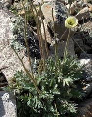 Papaver radicatum kluanense
