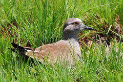 Vanellus melanopterus minor