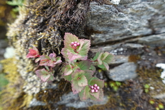 Spiraea morrisonicola