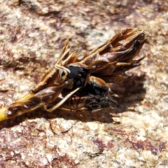 Anthracoidea curvulae