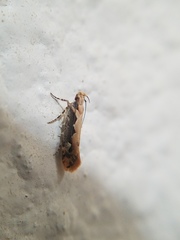 Ornativalva erubescens